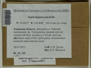 Isopterygiella alpicola (Lindb.) Ignatov & Ignatova, Bryophytes, Bryophytes - Russian Far East (excl. Chukotka & Kamchatka) (B20) (Russia)