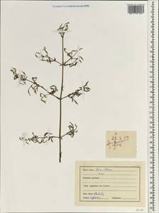 Dicliptera paniculata (Forssk.) I.Darbysh., South Asia, South Asia (Asia outside ex-Soviet states and Mongolia) (ASIA) (India)