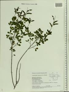 Cytisus nigricans L., Eastern Europe, Central region (E4) (Russia)