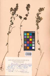 MHA 0 162 100, Rhinanthus serotinus var. vernalis (N.W.Zinger) Janch., Eastern Europe, Middle Volga region (E8) (Russia)