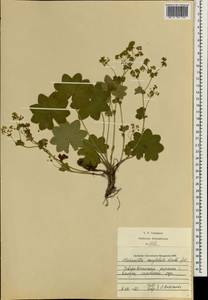 Alchemilla conglobata H. Lindb., Eastern Europe, Central region (E4) (Russia)