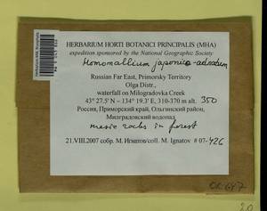 Homomallium japonicoadnatum (Broth.) Broth., Bryophytes, Bryophytes - Russian Far East (excl. Chukotka & Kamchatka) (B20) (Russia)