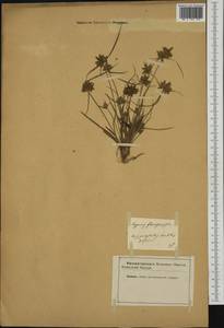 Cyperus flavescens L., Western Europe (EUR) (Not classified)