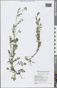 Rorippa sylvestris (L.) Besser, Eastern Europe, Central forest-and-steppe region (E6) (Russia)