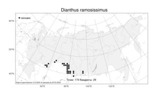 Dianthus ramosissimus Pall. ex Poir., Atlas of the Russian Flora (FLORUS) (Russia)