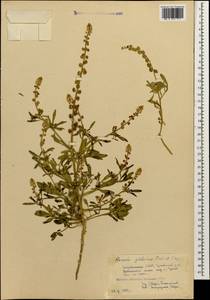 Reseda globulosa Fisch. & C. A. Mey., Caucasus, Dagestan (K2) (Russia)