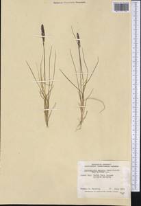 Calamagrostis stricta (Timm) Koeler, America (AMER) (Canada)