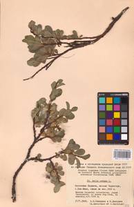Salix retusa L., Eastern Europe, West Ukrainian region (E13) (Ukraine)