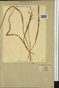 Anthericum liliago L., Western Europe (EUR) (Italy)