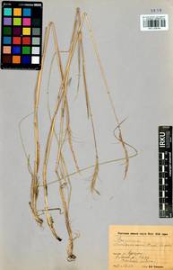Elymus gmelinii (Trin.) Tzvelev, Siberia, Baikal & Transbaikal region (S4) (Russia)