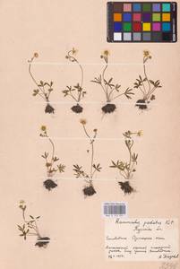 Ranunculus pedatus Waldst. & Kit., Eastern Europe, Central forest-and-steppe region (E6) (Russia)