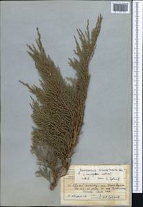 Juniperus pseudosabina Fisch. & C.A.Mey., Middle Asia, Northern & Central Tian Shan (M4) (Kazakhstan)