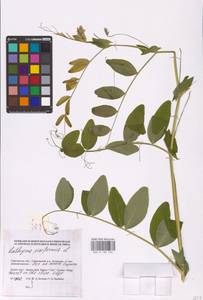 Lathyrus pisiformis L., Eastern Europe, Lower Volga region (E9) (Russia)