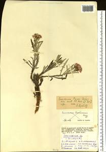 Saussurea pricei N. D. Simpson, Siberia, Altai & Sayany Mountains (S2) (Russia)