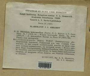 Ditrichum heteromallum (Hedw.) E. Britton, Bryophytes, Bryophytes - Karelia, Leningrad & Murmansk Oblasts (B4) (Russia)