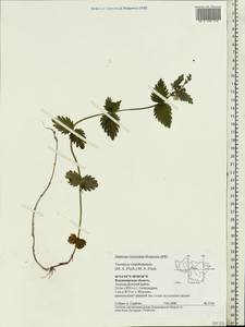 Veronica vindobonensis (M. Fisch.) M. Fisch., Eastern Europe, Central region (E4) (Russia)