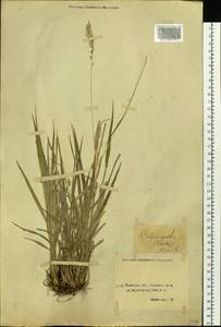 Calamagrostis korotkyi Litv., Siberia, Baikal & Transbaikal region (S4) (Russia)