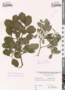 Salix abscondita Laksch., Siberia, Chukotka & Kamchatka (S7) (Russia)