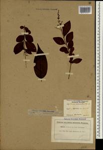 Ligustrum japonicum Thunb., South Asia, South Asia (Asia outside ex-Soviet states and Mongolia) (ASIA) (Japan)