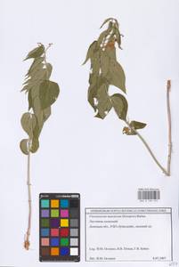 Vincetoxicum fuscatum subsp. fuscatum, Eastern Europe, South Ukrainian region (E12) (Ukraine)
