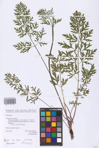 Pimpinella, Eastern Europe, Western region (E3) (Russia)