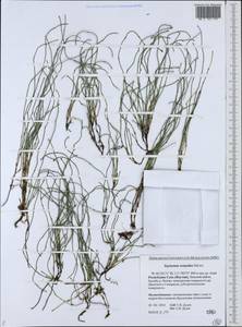 Equisetum scirpoides Michx., Siberia, Yakutia (S5) (Russia)