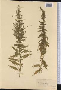 Dysphania chilensis (Schrad.) Mosyakin & Clemants, America (AMER) (Not classified)