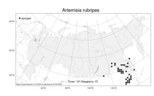 Artemisia rubripes Nakai, Atlas of the Russian Flora (FLORUS) (Russia)