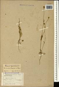 Roemeria sicula (Guss.) Galasso, Banfi, L. Sáez & Bartolucci, Caucasus, Azerbaijan (K6) (Azerbaijan)
