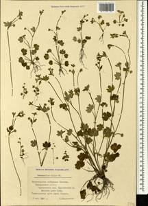 Ranunculus chius DC., Caucasus, Black Sea Shore (from Novorossiysk to Adler) (K3) (Russia)