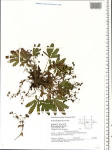 Potentilla humifusa Willd., Eastern Europe, Central region (E4) (Russia)