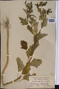 Nicandra physalodes (L.) Gaertn., Middle Asia, Western Tian Shan & Karatau (M3) (Kazakhstan)