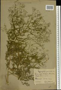 Gypsophila paniculata L., Eastern Europe, Rostov Oblast (E12a) (Russia)