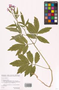 Cardamine bulbifera (L.) Crantz, Eastern Europe, Central forest-and-steppe region (E6) (Russia)