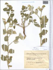 Heliotropium, Middle Asia, Pamir & Pamiro-Alai (M2) (Uzbekistan)