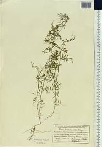 Vicia hirsuta (L.) Gray, Siberia, Altai & Sayany Mountains (S2) (Russia)