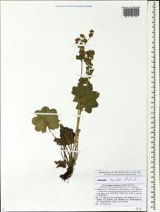 Alchemilla breviloba H. Lindb., Eastern Europe, Middle Volga region (E8) (Russia)