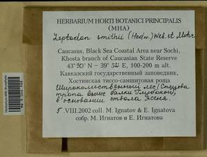 Leptodon smithii (Dicks. ex Hedw.) F. Weber & D. Mohr, Bryophytes, Bryophytes - North Caucasus & Ciscaucasia (B12) (Russia)