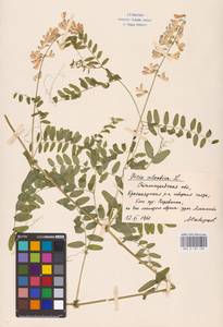 Vicia sylvatica L., Eastern Europe, Lower Volga region (E9) (Russia)