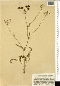 Grammosciadium daucoides DC., Caucasus, Armenia (K5) (Armenia)