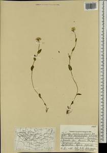 Noccaea cochleariforme (DC.) Á. Löve & D. Löve, Mongolia (MONG) (Mongolia)