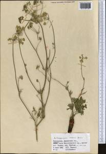 Aulacospermum roseum Korovin, Middle Asia, Pamir & Pamiro-Alai (M2) (Uzbekistan)
