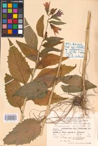 Campanula latifolia L., Eastern Europe, West Ukrainian region (E13) (Ukraine)