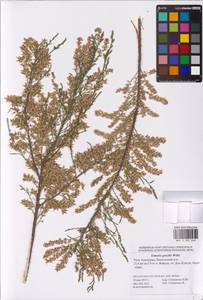 Tamarix gracilis Willd., Eastern Europe, Lower Volga region (E9) (Russia)