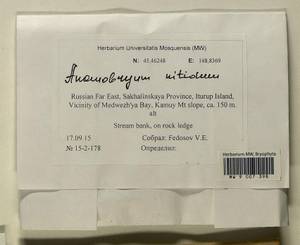 Anomobryum nitidum (Mitt.) A. Jaeger, Bryophytes, Bryophytes - Russian Far East (excl. Chukotka & Kamchatka) (B20) (Russia)