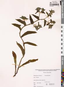 Nonea pulla subsp. pulla, Siberia, Chukotka & Kamchatka (S7) (Russia)