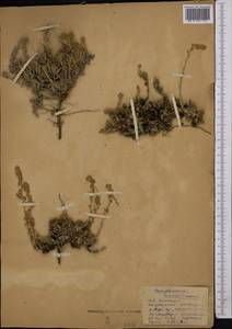 Camphorosma monspeliaca L., Middle Asia, Northern & Central Kazakhstan (M10) (Kazakhstan)