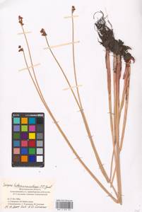 Schoenoplectus tabernaemontani (C.C.Gmel.) Palla, Eastern Europe, Lower Volga region (E9) (Russia)