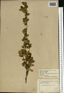 Betula humilis Schrank, Eastern Europe, Central forest-and-steppe region (E6) (Russia)