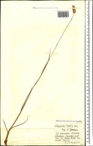 Alopecurus textilis Boiss., Caucasus, Armenia (K5) (Armenia)